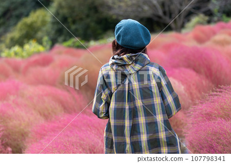 A woman walking through the kochia fields in Igano 107798341