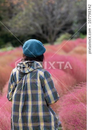 A woman walking through the kochia fields in Igano A woman walking through the kochia fields in Igano 107798342