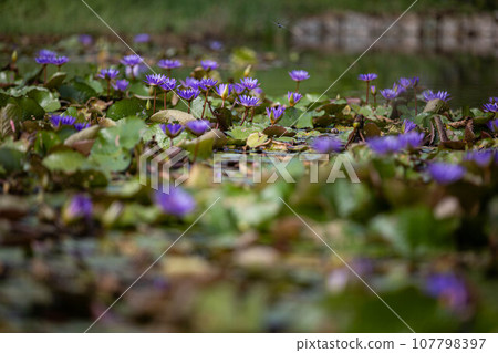 藍色的睡蓮和蜜蜂 藍色的睡蓮和蜜蜂 107798397