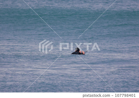 Surfer's summer Surfer's summer 107798401
