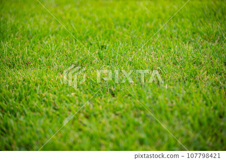 Lawn image Lawn image 107798421