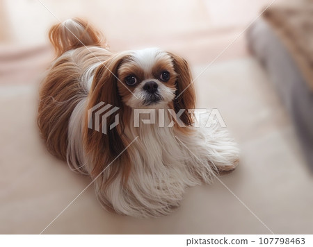 Looking at Shih Tzu Looking at Shih Tzu 107798463
