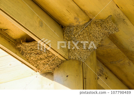 Nests of swallows under the roof of the wooden house. Russia. 107798489
