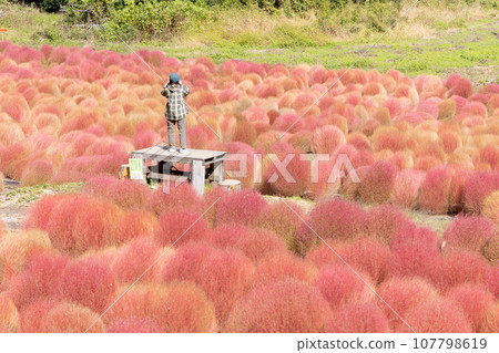 A woman taking pictures of a kochia field in Igano 107798619