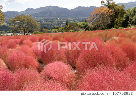 群馬縣水上町伊賀野花園、紅地膚 群馬縣水上町伊賀野花園、紅地膚 107798938