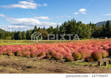 Igano flower garden, red kochia, Minakami Town, Gunma Prefecture 107798947