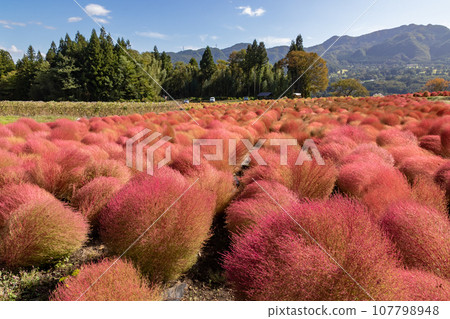 Igano flower garden, red kochia, Minakami Town, Gunma Prefecture 107798948