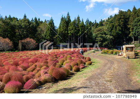 Igano flower garden, red kochia, Minakami Town, Gunma Prefecture Igano flower garden, red kochia, Minakami Town, Gunma Prefecture 107798949
