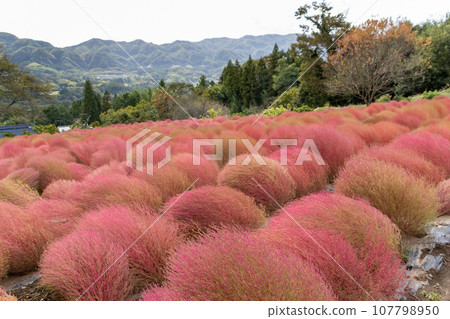 Igano flower garden, red kochia, Minakami Town, Gunma Prefecture 107798950