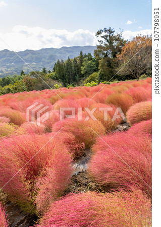 Igano flower garden, red kochia, Minakami Town, Gunma Prefecture Igano flower garden, red kochia, Minakami Town, Gunma Prefecture 107798951