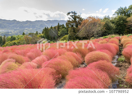 Igano flower garden, red kochia, Minakami Town, Gunma Prefecture 107798952