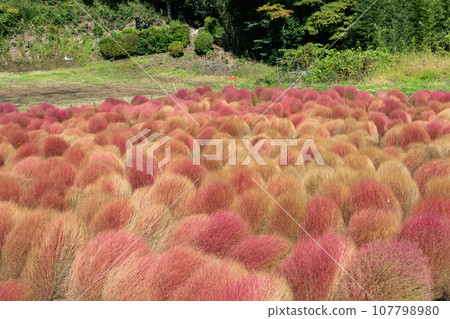 群馬縣水上町伊賀野花園、紅地膚 群馬縣水上町伊賀野花園、紅地膚 107798980