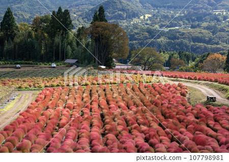 群馬縣水上町伊賀野花園、紅地膚 群馬縣水上町伊賀野花園、紅地膚 107798981