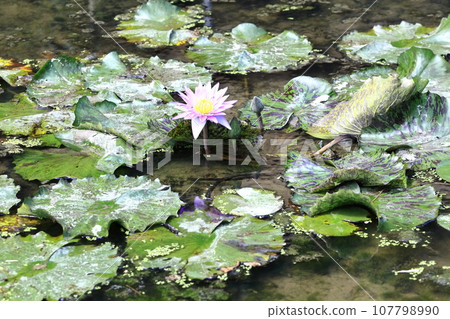 [Kagawa Prefecture] Blooming on the waterside of the equinox (Lake Hozan/Kagawa Irrigation Pond) (water lilies/water lilies) 107798990