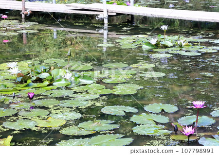 [Kagawa Prefecture] Blooming on the waterside of the equinox (Lake Hozan/Kagawa Irrigation Pond) (water lilies/water lilies) 107798991
