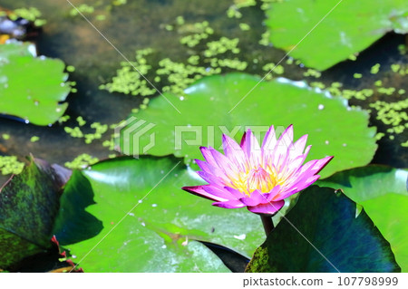 [香川縣]春分的水邊盛開（保山湖/香川灌溉池）（睡蓮/睡蓮） 107798999