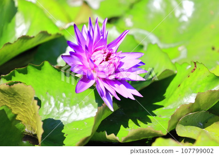 [Kagawa Prefecture] Blooming on the waterside of the equinox (Lake Hozan/Kagawa Irrigation Pond) (water lilies/water lilies) 107799002