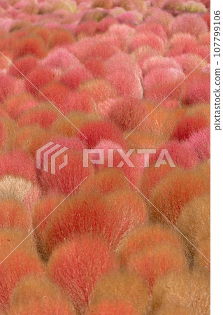 Kochia turns red in Igano flower garden, Minakami Town, Gunma Prefecture 107799106