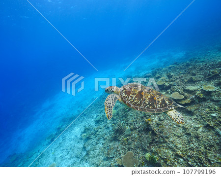 綠海龜在珊瑚礁海中游泳 107799196