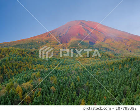 Mt. Fuji_Autumn leaves and spectacular view of the mountaintop from halfway up the mountain 107799382