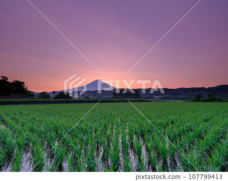 靜岡_日出時的富士山和稻田 107799413