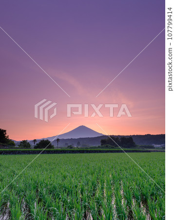 靜岡_日出時的富士山和稻田 107799414