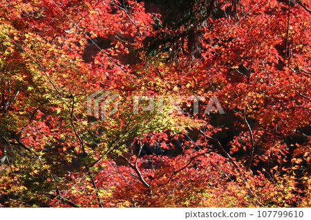 Autumn leaves sparkling with the magic of sunlight -g 107799610