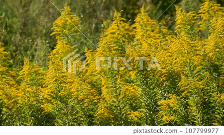 Goldenrod（金棒） 107799977