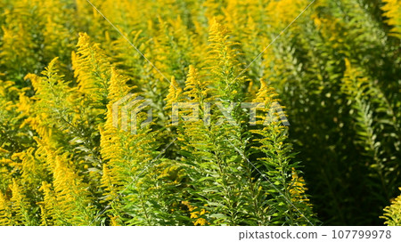 Goldenrod (Golden rod) 107799978