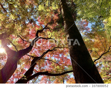 Autumn leaves shining in the transmitted light <Korankei/Toyota City, Aichi Prefecture> Autumn leaves shining in the transmitted light <Korankei/Toyota City, Aichi Prefecture> 107800052