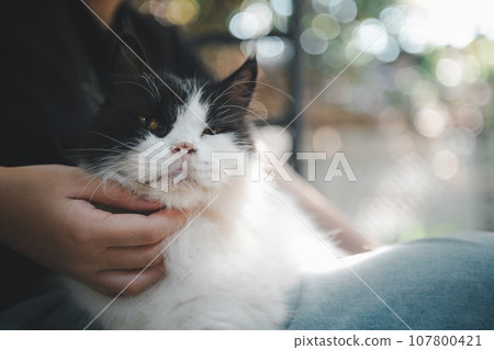 Hand child scratches the chin of Persian cat lying on his lap. 107800421