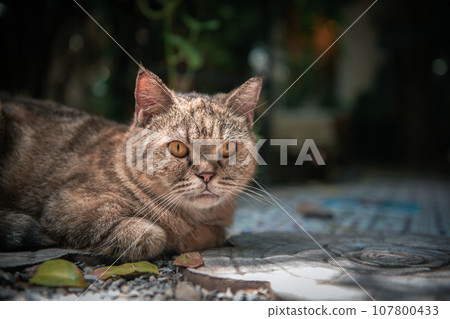 Bengal cat lying on floor and look at camera, pet and animal 107800433