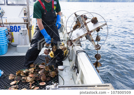 日本漁民精心養殖扇貝 107800509