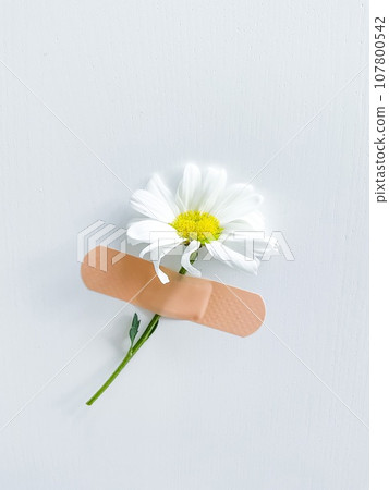 Beautiful chamomile flower with band-aid on white 107800542