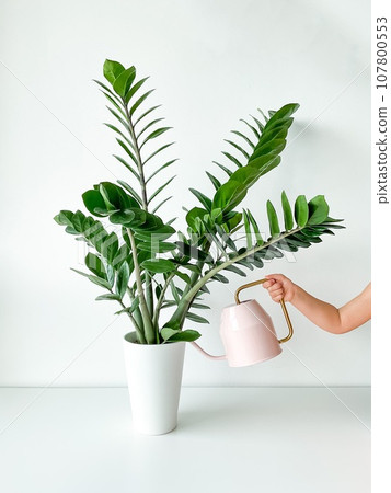 Cropped shot of childs hand watering home plant in flower pot from pink watering 107800553