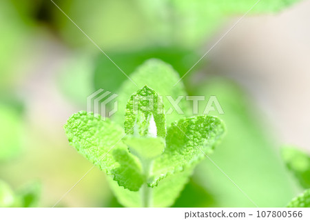 Apple mint Apple mint 107800566