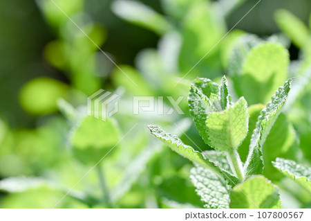 Apple mint Apple mint 107800567