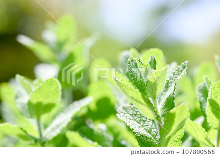 Apple mint 107800568