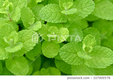 蘋果薄荷 107800576