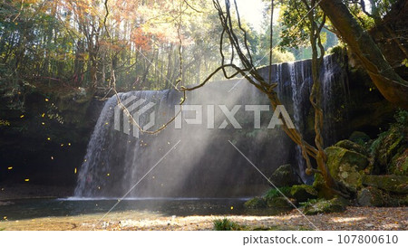 Nabegataki Falls with falling leaves dancing in the sunlight 107800610