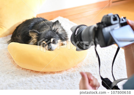 Dog photography at home, business trip photographer, dog photographer, Chihuahua 107800638
