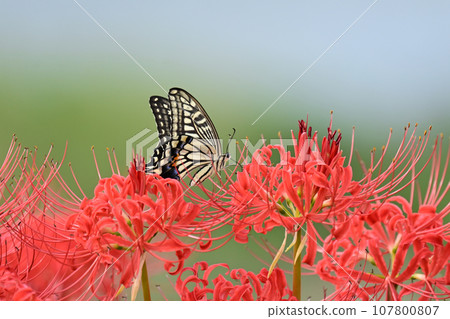 Higanbana (version with swallowtail) Higanbana (version with swallowtail) 107800807