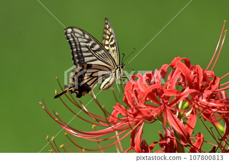 彼岸花（燕尾版） 107800813
