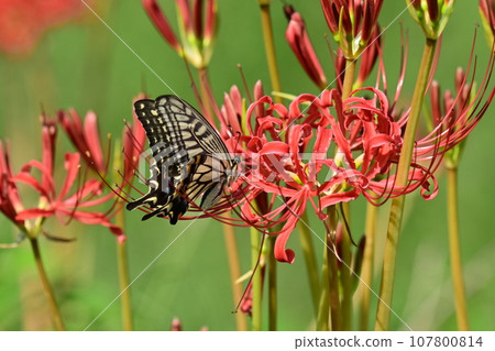 Higanbana (version with swallowtail) Higanbana (version with swallowtail) 107800814