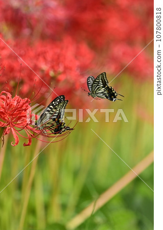 Higanbana (version with swallowtail) Higanbana (version with swallowtail) 107800818