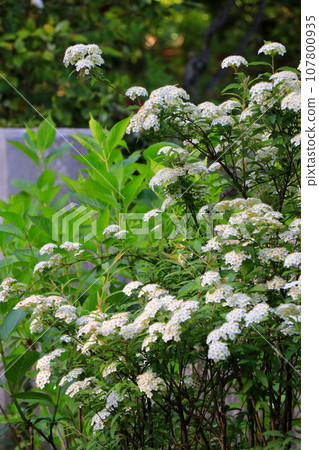 Kodemari like a small ball 107800935