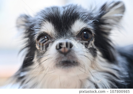 年輕的吉娃娃臉特寫 年輕的吉娃娃臉特寫 107800985