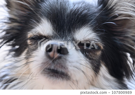 Baby-faced Chihuahua - close-up of sleeping face Baby-faced Chihuahua - close-up of sleeping face 107800989
