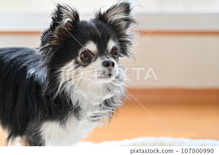 Profile of a smiling chihuahua walking in the room Profile of a smiling chihuahua walking in the room 107800990