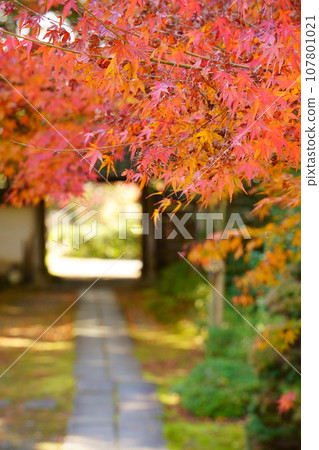 秋天的神社/龍潭寺參道上的楓葉（京都府龜岡市） 107801021